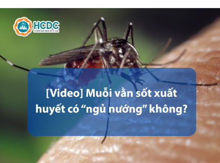 [Video] Muỗi vằn sốt xuất huyết có ngủ nướng không?