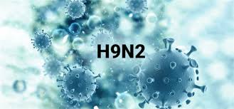 TP.HCM: ghi nhận ca mắc cúm gia cầm A(H9N2) trên người đầu tiên của cả nước